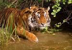 Leonardo DiCaprio, Vladimir Putin, And Endangered Tiger Conservation