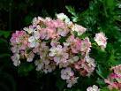 in this pink version: it is indeed a member of the genus Rosaceae. - via Daymix