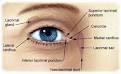 <b>Lacrimal Apparatus</b>