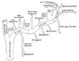 Buccal artery - Wikipedia, the free encyclopedia