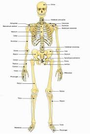 II] Définitions des os du squelette (Source). Crâne. Le crâne est l\u0026#39;un des principaux groupes d\u0026#39;os de l\u0026#39;anatomie humaine. Le crâne est formé de vingt-six os ... - squelette