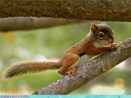 tiny baby squirrels