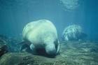 Two west Indian manatee - via Daymix