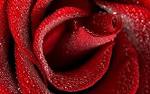 1920x1200 Red Rose Desktop Pc And Mac Wallpaper - funjooke.