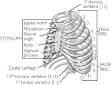 <b>Thorax</b>.
