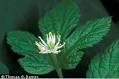 PLANTS Profile for Hydrastis canadensis (goldenseal) | USDA PLANTS