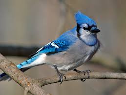 7B-759-blue jay bird Images?q=tbn:ANd9GcSUScL_kZgdoxhw5xedSIfRgNl5FD-TiPmUQpf7mgb_7aQ3rCU&t=1&usg=__RhGVCUt3RpY22a6Zwb2DTj0qHKc=