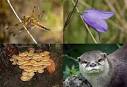 Biodiversity