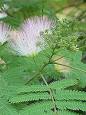 Albizia - Wikipedia, the free encyclopedia