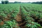 New cassava variety offers opportunities to DRC farmers