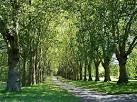 Avenue of trees in St George's - via Daymix