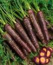 Purple Maroon Carrot