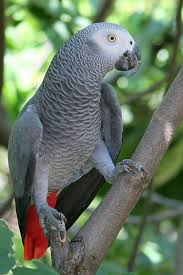 ^_____صور ببغاوات_____^ images?q=tbn:ANd9GcSUz-IRiuYdL4OnqiA1cjhjjhxxPp3vz6xDasoJnjnMKJQ8jhXg