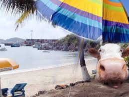 MUCCA