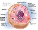 Anatomy and Physiology  Cells Nursing Crib
