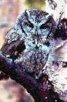 New species assessments from the Committee on the Status of ...