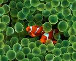 1280x1024 Clown Fish desktop PC and Mac wallpaper