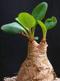 Image result for Euphorbia primulifolia