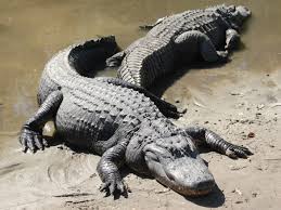 Image result for american alligators