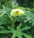 <b>Abelmoschus</b> manihot