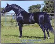 Arabian horse Sale at Mountain Ridge Ranch! Images?q=tbn:ANd9GcSViocltmeqnAbvjZ87sBiwLgIrVqn2s1dJS5rOKX2EwAukYxKE_O_qu3RP