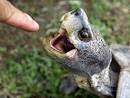 Chelydridae, or the Snapping Turtle « Reptiliana: Ultimate Reptile ...