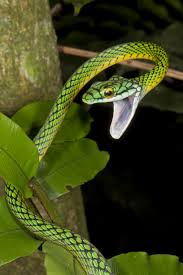 Parrot snake, one of 50 snake species in Madidi (Photo: Mileniusz Spanowicz/WCS) - madidi-parrot-snake-mileniusz-spanowicz-wcs-11