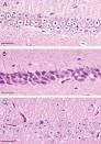 ScienceDirect.com - NeuroToxicology - Neuroprotective effects of ...