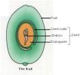 Sexual Reproduction in Angiosperms
