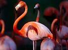 Greater Flamingos, Greater Flamingo Pictures, Greater Flamingo ...