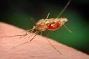 Mosquitos - Vampires