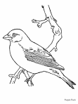 Bird coloring page