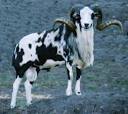 New Sheep Breed Registry For Trophy Breeds With Horn Genetics by ...