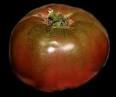Cherokee purple - Wikipedia, the free encyclopedia