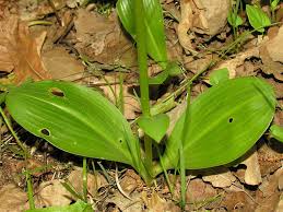 Attēlu rezultāti vaicājumam “Platanthera bifolia leaf”