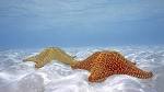 Animal Widescreen Wallpaper 88291