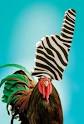 Racing Stripes