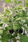 The Garden Professors   WSU Extension