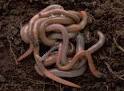 Annelids: Worms and Leeches