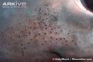 ARKive - Porbeagle photo - Lamna nasus - G49816