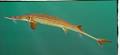 sturgeon21.jpg