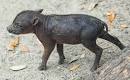 Babirusa