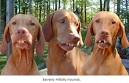 Funny Animal Pictures - All Animals - Beverly Hillbilly hounds
