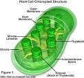 Nucleus, Mitochondria, Chloroplasts