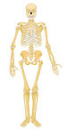 File:Human skeleton front.svg - no labels.svg - Wikimedia Commons