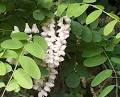<b>Acacia</b> honey.