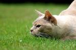 Why do cats like to pounce and scratch things? | Teachers