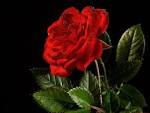 Red Rose Beautiful Flower - Rose Beautiful