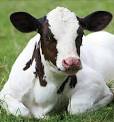 http://www.grobernutrition.com/wp-content/uploads/2009/03/equalizer_calf.jpg
