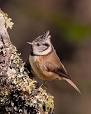 Tit (bird) - Wikipedia, the free encyclopedia